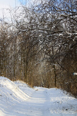 snow covered trees in the winter