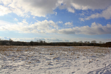 snow covered trees in the winter