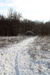 snow covered trees in the winter