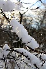 snow covered trees in the winter