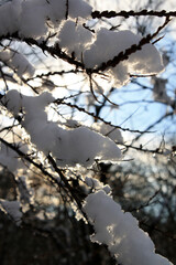 snow covered trees in the winter