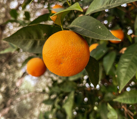 oranges on tree