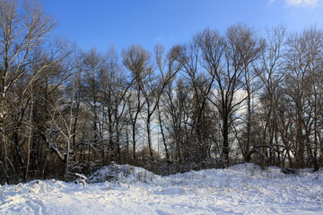 snow covered trees in the winter