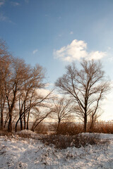 snow covered trees in the winter