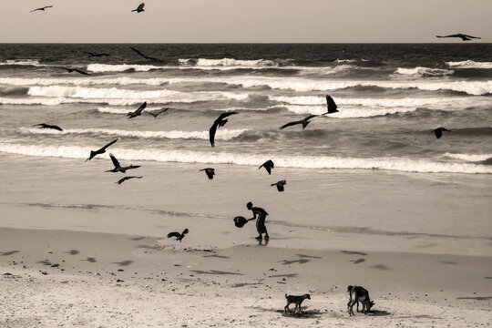 Vol de milans noirs au dessus d'une plage de Dakar