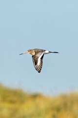 Black-tailed Godwit (Limosa limosa) – Commonly found in wetlands and estuaries, Bull Island, Dublin