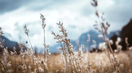 Fototapeta premium A field of tall grass with a cloudy sky in the background