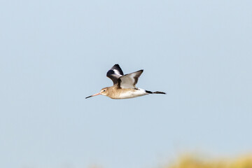 Black-tailed Godwit (Limosa limosa) – Commonly found in wetlands and estuaries, Bull Island, Dublin