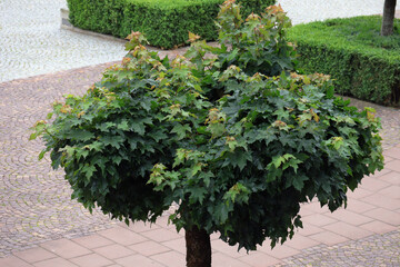 Ahorn, Laubbaum, Park, Anlage, Stadtpark