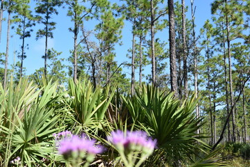 Flowers in the Okefenokee Swamp Georgia