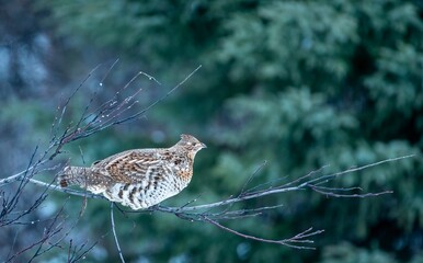 Female ruffed grouse (Bonasa umbellus) perched on a small branch, in the forest in autumn