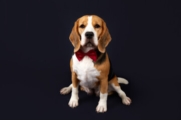 A beagle dog with a red bow tie looking at the camera on a black background.
