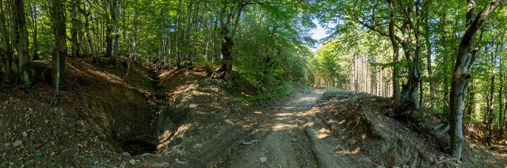 Hiking trail leading through a mountain forest in the Low Beskids, on the Slovak side of the Regietowska Pass. HDR panorama.