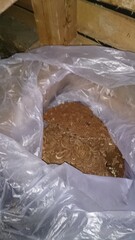 489)A japanese yellow hornet's nest in the attic on the first floor that had been attacked by a northern giant hornet during the day(Photo taken at 22:06 on september 14, 2015)