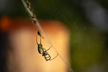 Golden orb spider feeding on a fly trapped in a web