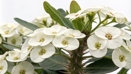 Fototapeta premium White euphorbia flowers with delicate petals and prominent central spines on a mature plant, succulent in bloom, desert plant, euphorbia