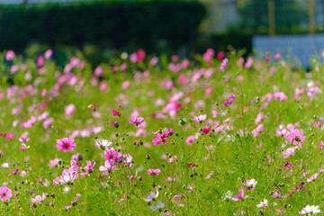 秋の日差しの中で咲くコスモス
