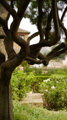 Baum