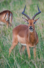 impala in the savannah