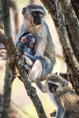 African Monkey Mother And Baby In Tree