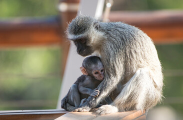 African Monkey Mother With Baby
