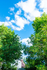 Obraz premium Tree branch on blue sky background ,Summer background concept,home garden in vacation time.