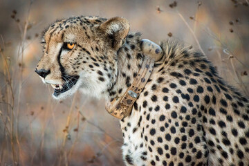 African Cheetah Portrait