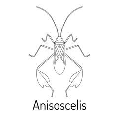 Detailed black and white line drawing of an Anisoscelis insect, showcasing its unique features. Perfect for educational materials, scientific illustrations, and creative projects.