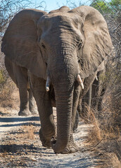 African Elephant Bull