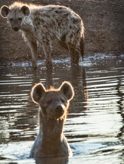Spotted Hyenas In Water