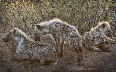 African Spotted Hyena Pack