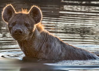 Spotted African Hyena In Water