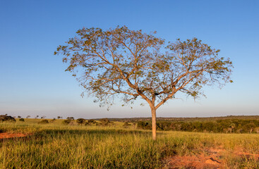 Brazilian cerrado biome tree