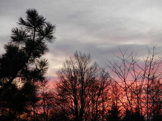 Dark trees without leaves and branches Pine tree on grey and red sky during sunset in early spring season. Topics: weather, forestry, natural environment, vegetation, evening, nature
