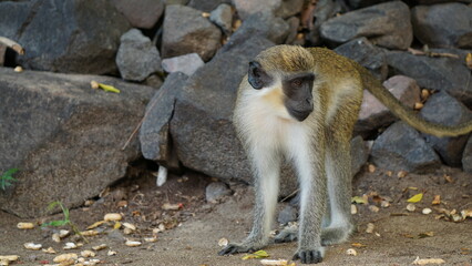 Obraz premium Profile of vervet monkey standing on four legs in front of grey rocks in Saint Kitts