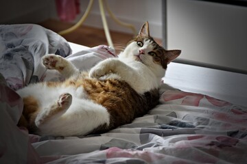 Cat © Rafal