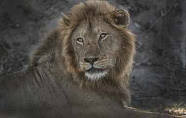 portrait of a lion