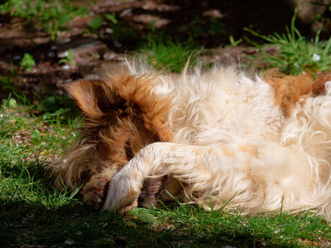 Schlafender Hund