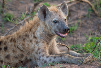 Spotted Hyena
