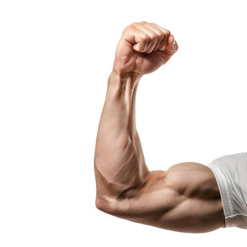 Man arm flexing muscles, transparent white background isolated