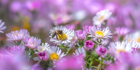 Fototapeta premium Bees collecting pollen from vibrant flowers.