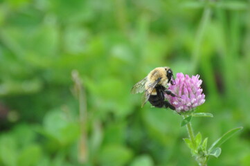 bee