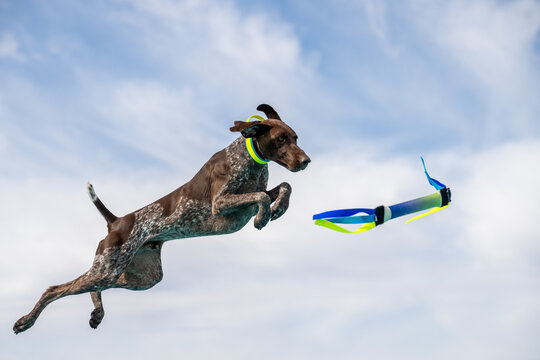 German short hair pointer in mid air going to catch a toy