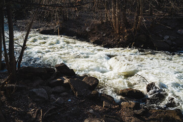 A beautiful river gracefully flowing through a lush forest that features numerous rocks, vibrant...