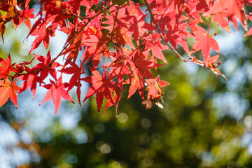 紅葉の葉が彩る秋の風景