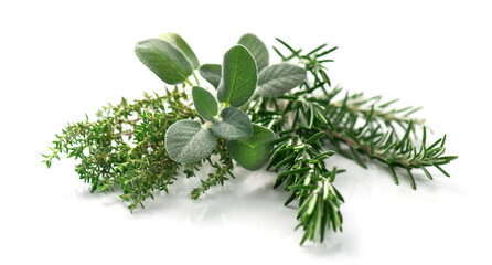 Aromatic herbs isolated on white background. Thyme, rosemary, sage salvia fresh green leaves for cooking. Aromatherapy oils ingredients. Close up