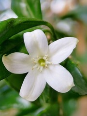 White orange jessamine flower in the garden 