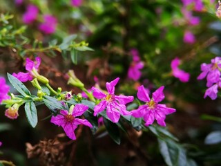 Fototapeta premium Defocused view of pinkish purple coloured Cuphea hyssopifolia flowers in the garden