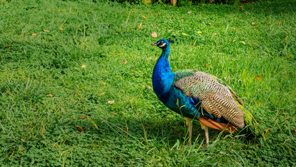Obraz premium Peacock in the sun