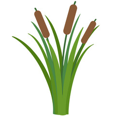 Reed cartoon hand drawn 